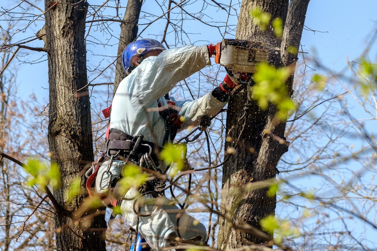 Safe and Efficient Tree Removal Services in the Portland Metro Area hero image