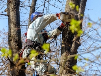 Safe and Efficient Tree Removal Services in the Portland Metro Area image