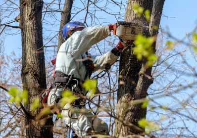 Safe and Efficient Tree Removal Services in the Portland Metro Area blog image